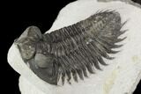 Coltraneia Trilobite Fossil - Huge Faceted Eyes #125129-3